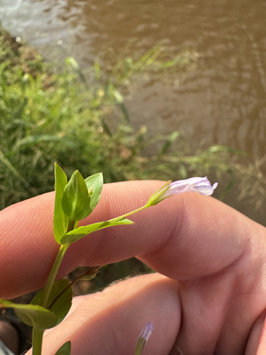 Yellowseed False Pimpernel