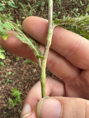 longroot smartweed