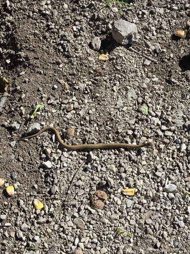 DeKay's Brownsnake