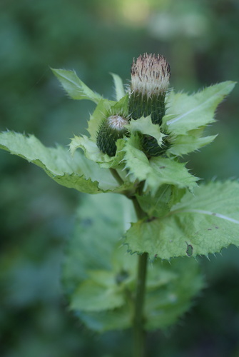 Cirsium oleraceum, photograph 5