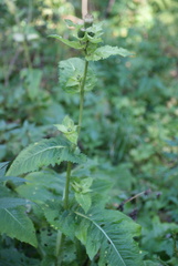 Cirsium oleraceum, photograph (c) Роман Шестеров, some rights reserved (CC BY)