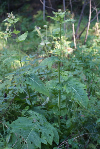 Cirsium oleraceum, photograph 6