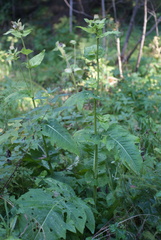 Cirsium oleraceum, photograph (c) Роман Шестеров, some rights reserved (CC BY)