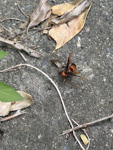Black-tailed Hornet