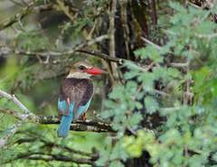 Brown-Hooded Kingfisher photo 5