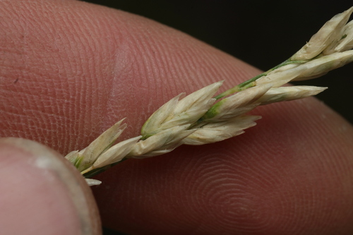 Poa fendleriana observed 2026-06-04