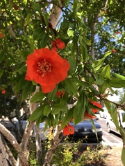 Punica granatum