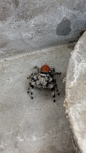 Phidippus adumbratus