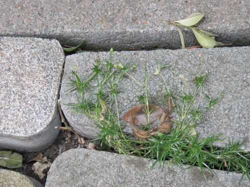 Sagina procumbens, photograph 5