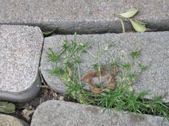 (c) Oleksandr Shynder, some rights reserved (CC BY) Sagina procumbens, photograph (c) Oleksandr Shynder, some rights reserved (CC BY)