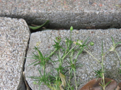 Sagina procumbens, photograph 6