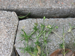 Sagina procumbens, photograph (c) Oleksandr Shynder, some rights reserved (CC BY)