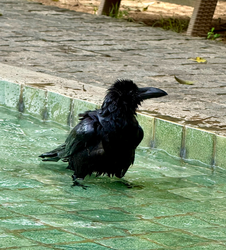 Large-billed Crow