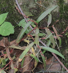 Persicaria minor