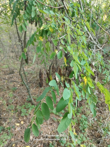 black locust