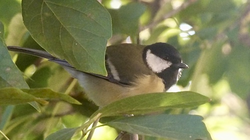 Great Tit