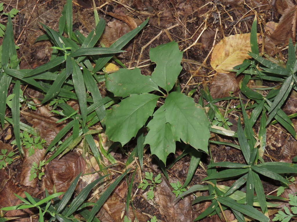 Quercus rubra; photograph (c) Oleksandr Shynder, some rights reserved (CC BY)