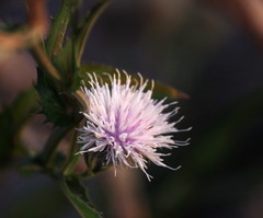 Tricholepis amplexicaulis