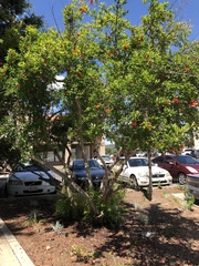 Punica granatum