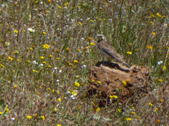 Eremophila alpestris actia