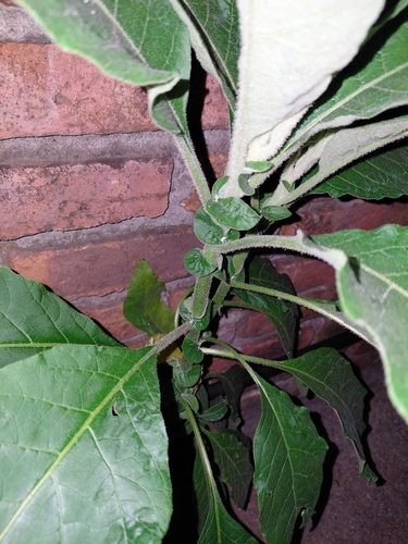 bugweed