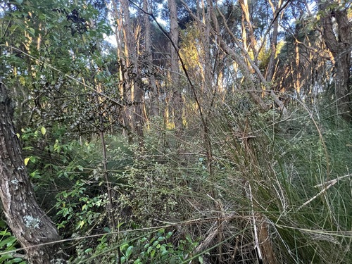 Phyllocladus trichomanoides, photograph 6