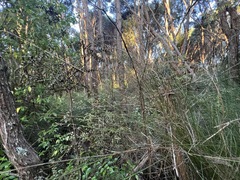 Phyllocladus trichomanoides, photograph author not stated, no rights reserved