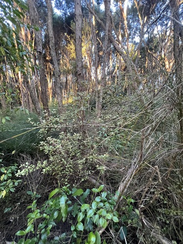 Myrsine australis, photograph 1