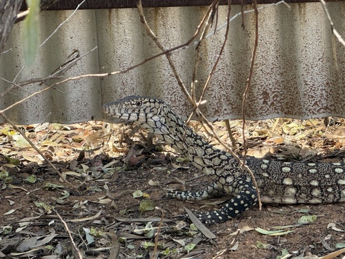 Perentie