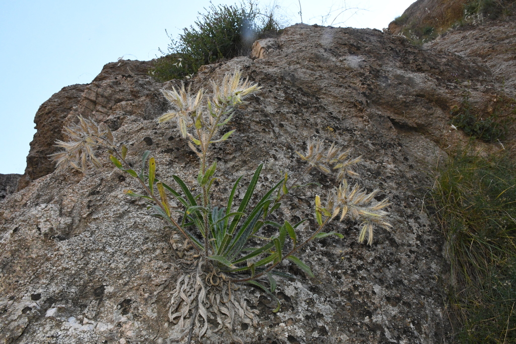 Onosma baldshuanica