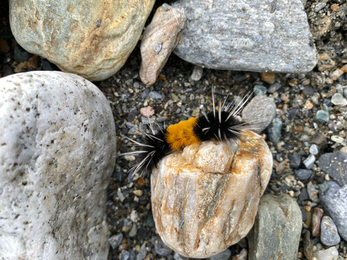 Spotted Tussock Moth