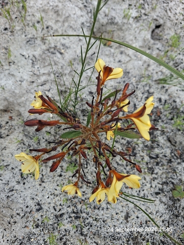 Wachendorfia paniculata, photograph 4