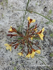 Wachendorfia paniculata, photograph (c) William Keenan, some rights reserved (CC BY)