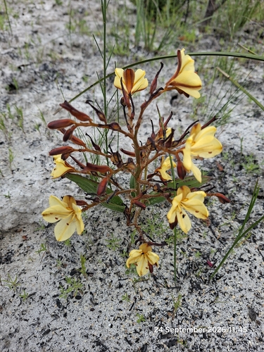 Wachendorfia paniculata, photograph 5