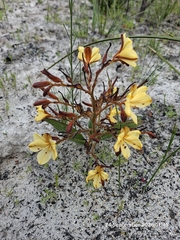 Wachendorfia paniculata, photograph (c) William Keenan, some rights reserved (CC BY)