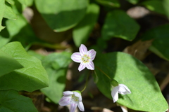 Claytonia caroliniana
