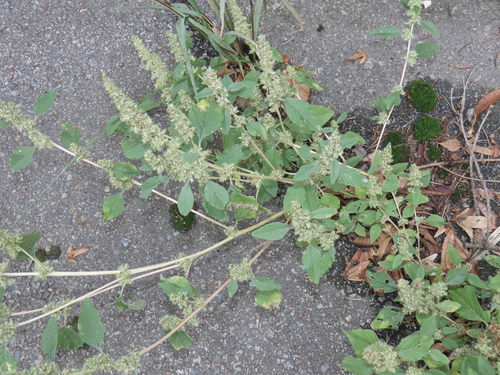 Amaranthus retroflexus