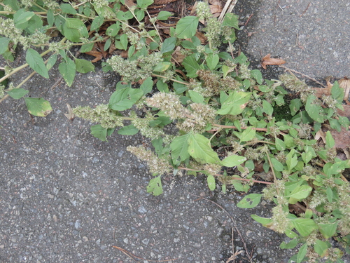 Amaranthus retroflexus, photograph 1