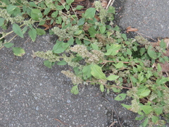 Amaranthus retroflexus, photograph (c) Oleksandr Shynder, some rights reserved (CC BY)