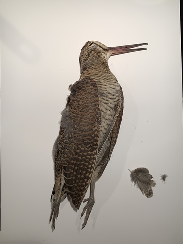 Eurasian Woodcock