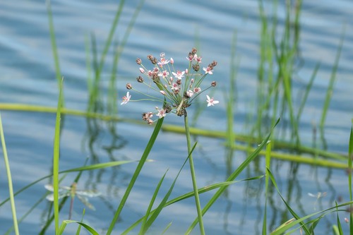 Butomus umbellatus, photograph 1