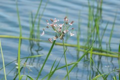 Butomus umbellatus, photograph (c) Andrew Lai, some rights reserved (CC BY)