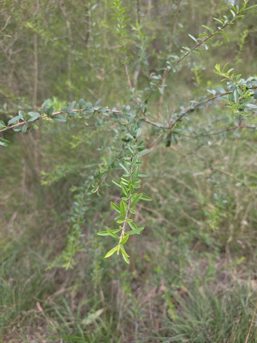 Bursaria spinosa, photograph 1