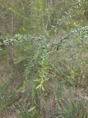 Bursaria spinosa, photograph (c) Ian Rainbow, some rights reserved (CC BY)