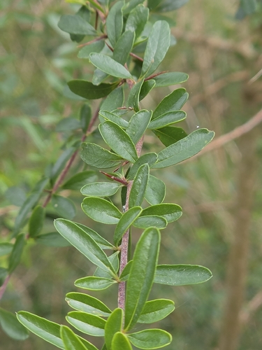 Bursaria spinosa, photograph 2