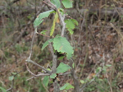 Ulmus minor