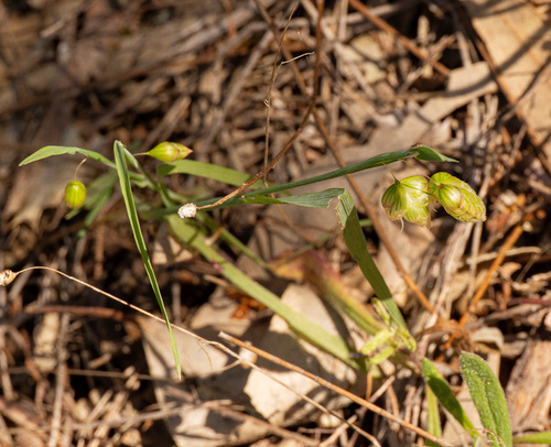 Greater Quaking Grass