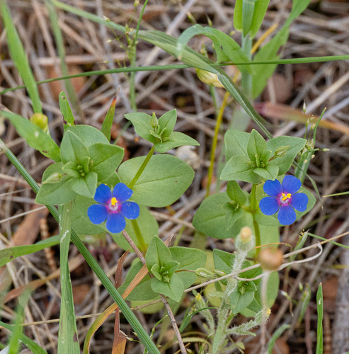 Blue Scarlet Pimpernel