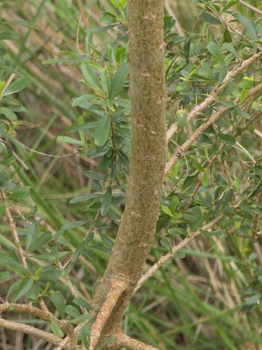 Bursaria spinosa, photograph 3
