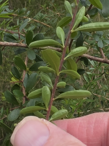 Bursaria spinosa, photograph 4